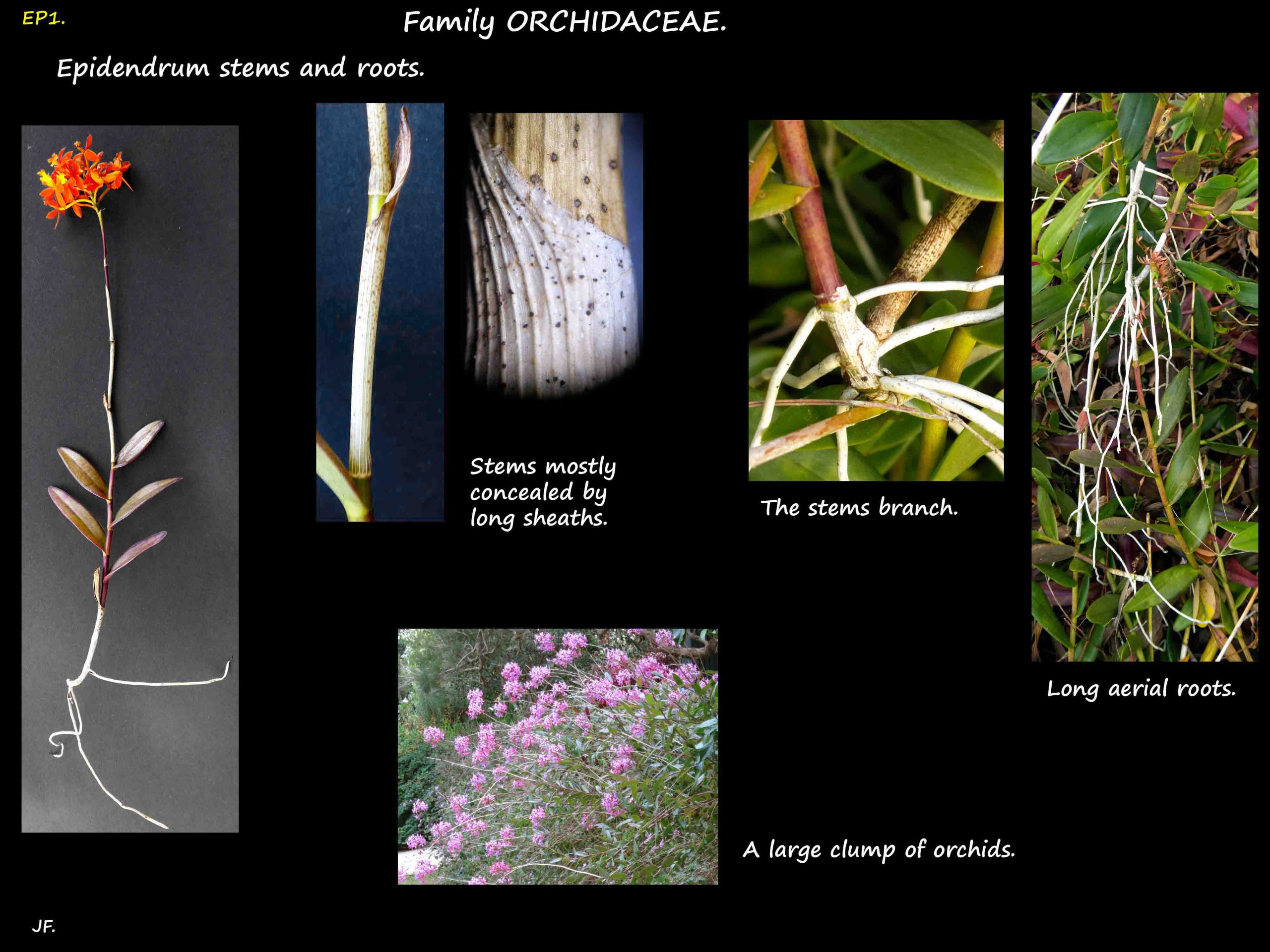 1 Epidendrum plants